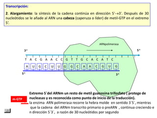 Transcripción:
2. Alargamiento: la síntesis de la cadena continúa en dirección 5' 3'. Después de 30
nucleótidos se le añade al ARN una cabeza (caperuza o líder) de metil-GTP en el extremo
5‘.




                                                              ARNpolimerasa




            T A C G A A C C G T T G C A C A T C
            A     U   G   C   U   U   G   G   C   A   A   C    G    U   G




                 Extremo 5´del ARNm un resto de metil guanosina trifosfato ( protege de
    m-GTP        nucleasas y es reconocida como punto de inicio de la traducción).
                 la enzima ARN polimerasa recorre la hebra molde en sentido 3´5´, mientras
                  que la cadena del ARNm transcrito primario o preARN , continua creciendo e
                 n dirección 5´3´, a razón de 30 nucleótidos por segundo
 