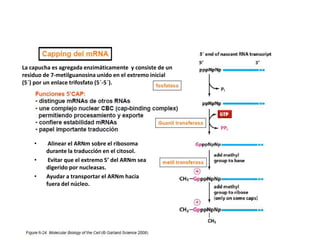 La capucha es agregada enzimáticamente y consiste de un
residuo de 7-metilguanosina unido en el extremo inicial
(5´) por un enlace trifosfato (5´-5´).




    •    Alinear el ARNm sobre el ribosoma
        durante la traducción en el citosol.
    •    Evitar que el extremo 5’ del ARNm sea
        digerido por nucleasas.
    •   Ayudar a transportar el ARNm hacia
        fuera del núcleo.
 
