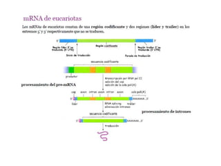 Transcripsion en eucariotas[1]