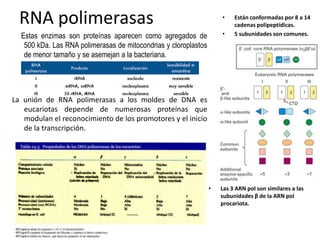 RNA polimerasas                                                    •    Están conformadas por 8 a 14
                                                                          cadenas polipeptídicas.
  Estas enzimas son proteínas aparecen como agregados de             •    5 subunidades son comunes.
   500 kDa. Las RNA polimerasas de mitocondrias y cloroplastos
   de menor tamaño y se asemejan a la bacteriana.




La unión de RNA polimerasas a los moldes de DNA es
   eucariotas depende de numerosas proteínas que
   modulan el reconocimiento de los promotores y el inicio
   de la transcripción.




                                                                 •   Las 3 ARN pol son similares a las
                                                                     subunidades β de la ARN pol
                                                                     procariota.
 