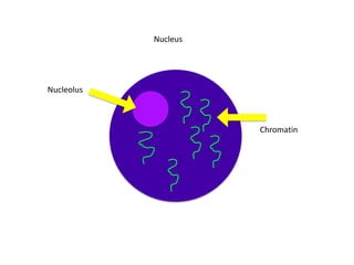 Nucleus




Nucleolus



                      Chromatin
 