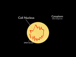 Cytoplasm
Cell Nucleus     (black background)




    DNA Strand
 