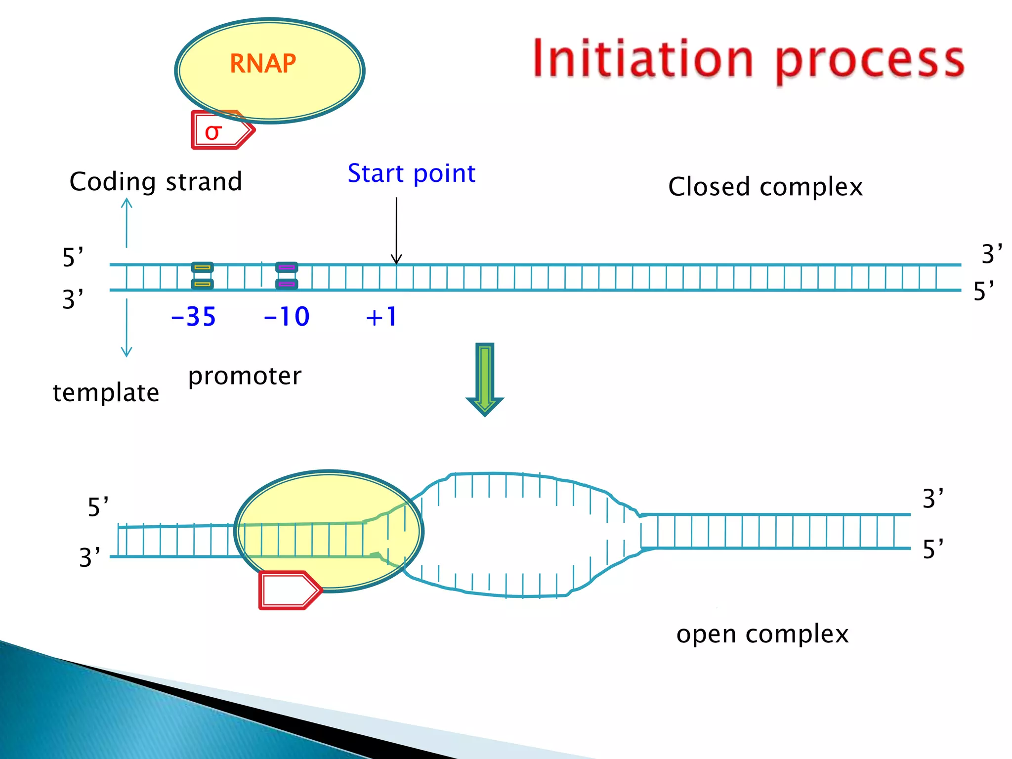 RNAP

             σ

 Coding strand           Start point
                                       Closed complex

5’                                                            3’
3’                                                           5’
           -35     -10    +1

            promoter
template



     5’                                                 3’

 3’                                                     5’


                                       open complex
 