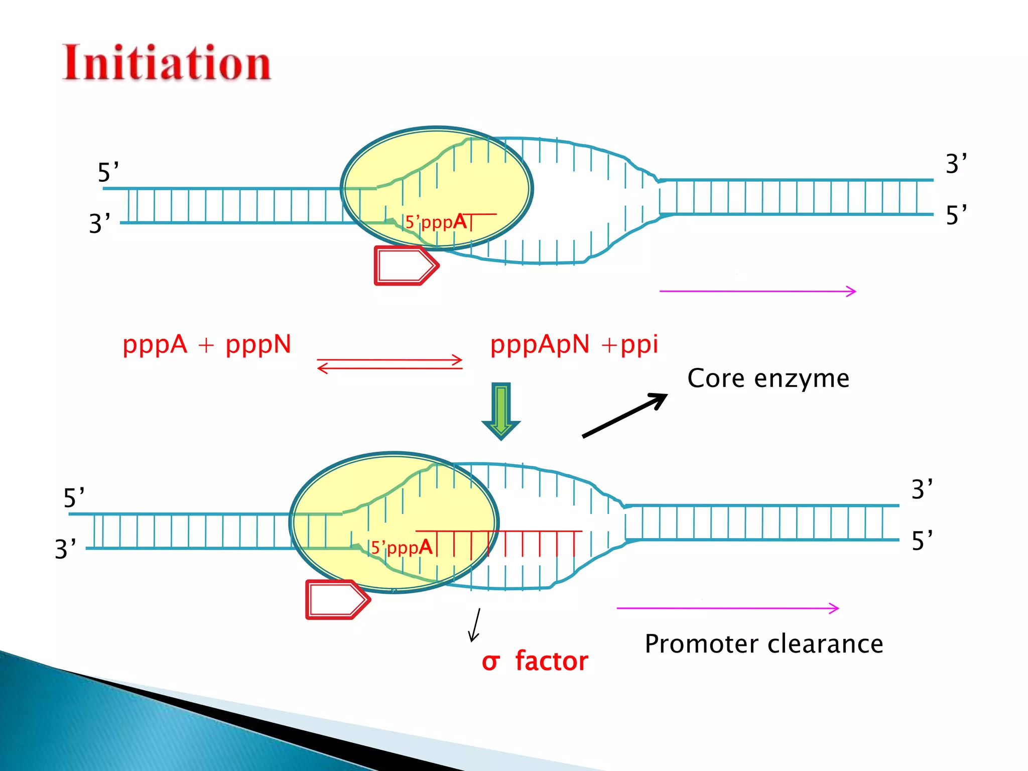 5’                                                                  3’

     3’                    5’pppA                                        5’




          pppA + pppN               pppApN +ppi
                                                  Core enzyme



5’                                                                  3’

3’                      5’pppA                                      5’



                                               Promoter clearance
                                    σ factor
 