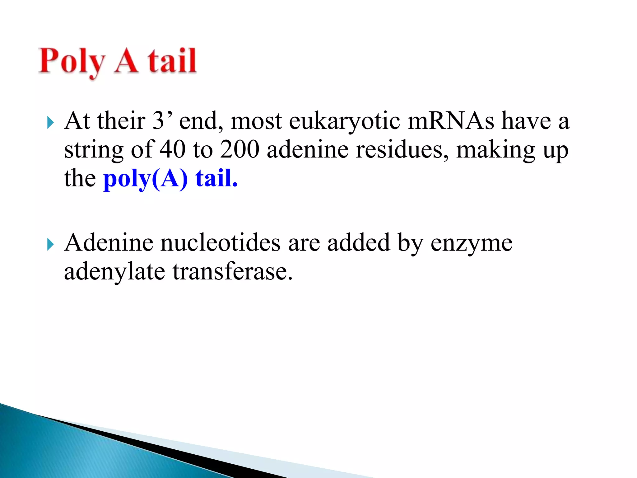    At their 3’ end, most eukaryotic mRNAs have a
    string of 40 to 200 adenine residues, making up
    the poly(A) tail.

   Adenine nucleotides are added by enzyme
    adenylate transferase.
 