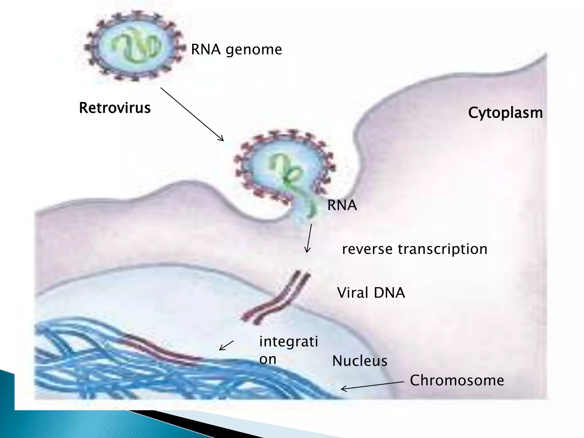 RNA genome


Retrovirus                                      Cytoplasm




                            RNA


                              reverse transcription

                              Viral DNA


                    integrati
                    on        Nucleus
                                          Chromosome
 