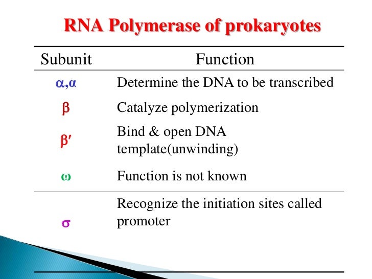 Transcription