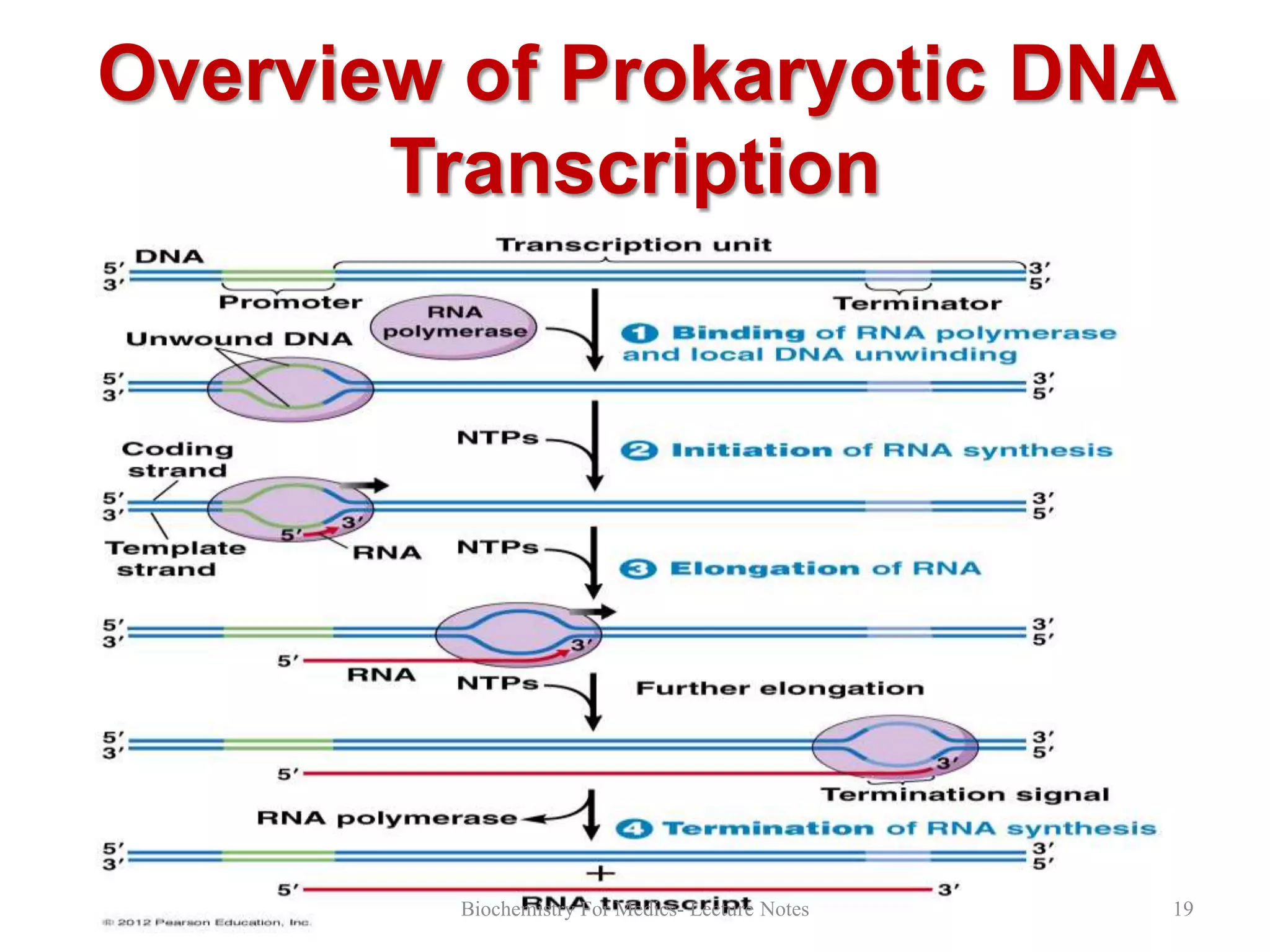 DNA Transcription- Part-1 | PPT