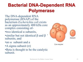 Bacterial DNA-Dependent RNA
Polymerase
The DNA-dependent RNA
polymerase (RNAP) of the
bacterium Escherichia coli exists
as an approximately 400 kDa core
complex consisting of•two identical α subunits,
•similar but not identical β and β '
subunits, and
•an ω subunit and a
•A sigma subunit (σ)
•Beta is thought to be the catalytic
subunit.
Biochemistry For Medics- Lecture Notes

15

 