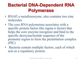 Bacterial DNA-Dependent RNA
Polymerase
• RNAP, a metalloenzyme, also contains two zinc
molecules.
• The core RNA polymerase associates with a
specific protein factor (the sigma σ factor) that
helps the core enzyme recognize and bind to the
specific deoxynucleotide sequence of the
promoter region to form the preinitiation complex
(PIC)
• Bacteria contain multiple factors, each of which
acts as a regulatory protein.
Biochemistry For Medics- Lecture Notes

16

 