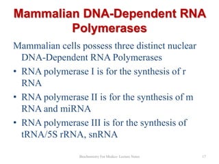 Mammalian DNA-Dependent RNA
Polymerases
Mammalian cells possess three distinct nuclear
DNA-Dependent RNA Polymerases
• RNA polymerase I is for the synthesis of r
RNA
• RNA polymerase II is for the synthesis of m
RNA and miRNA
• RNA polymerase III is for the synthesis of
tRNA/5S rRNA, snRNA
Biochemistry For Medics- Lecture Notes

17

 
