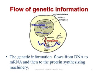 Flow of genetic information

• The genetic information flows from DNA to
mRNA and then to the protein synthesizing
machinery.
Biochemistry For Medics- Lecture Notes

2

 