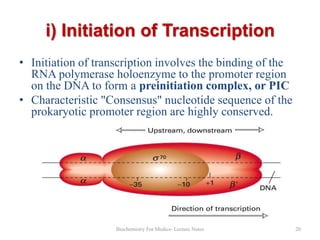 i) Initiation of Transcription
• Initiation of transcription involves the binding of the
RNA polymerase holoenzyme to the promoter region
on the DNA to form a preinitiation complex, or PIC
• Characteristic "Consensus" nucleotide sequence of the
prokaryotic promoter region are highly conserved.

Biochemistry For Medics- Lecture Notes

20

 