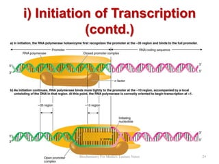 i) Initiation of Transcription
(contd.)

Biochemistry For Medics- Lecture Notes

24

 