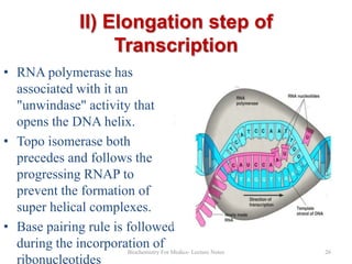 II) Elongation step of
Transcription
• RNA polymerase has
associated with it an
"unwindase" activity that
opens the DNA helix.
• Topo isomerase both
precedes and follows the
progressing RNAP to
prevent the formation of
super helical complexes.
• Base pairing rule is followed
during the incorporation of Medics- Lecture Notes
Biochemistry For
ribonucleotides

26

 
