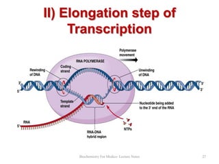 II) Elongation step of
Transcription

Biochemistry For Medics- Lecture Notes

27

 