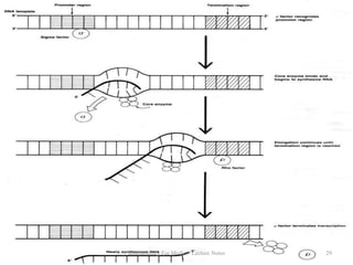 Biochemistry For Medics- Lecture Notes

29

 