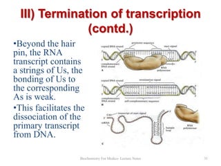 III) Termination of transcription
(contd.)
•Beyond the hair
pin, the RNA
transcript contains
a strings of Us, the
bonding of Us to
the corresponding
As is weak.
•This facilitates the
dissociation of the
primary transcript
from DNA.
Biochemistry For Medics- Lecture Notes

31

 