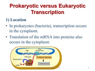 Prokaryotic versus Eukaryotic
Transcription
1) Location
• In prokaryotes (bacteria), transcription occurs
in the cytoplasm.
• Translation of the mRNA into proteins also
occurs in the cytoplasm

Biochemistry For Medics- Lecture Notes

34

 