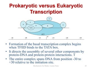 Prokaryotic versus Eukaryotic
Transcription

• Formation of the basal transcription complex begins
when TFIID binds to the TATA box.
• It directs the assembly of several other components by
protein-DNA and protein-protein interactions. T
• The entire complex spans DNA from position -30 to
+30 relative to the initiation site.
Biochemistry For Medics- Lecture Notes

43

 