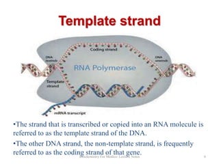 Template strand

•The strand that is transcribed or copied into an RNA molecule is
referred to as the template strand of the DNA.
•The other DNA strand, the non-template strand, is frequently
referred to as the coding strand of that gene.
Biochemistry For Medics- Lecture Notes
6

 