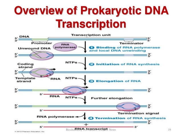 DNA Transcription- Part-1