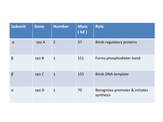 Subunit Gene Number Mass
( kd )
Role
α rpo A 2 37 Binds regulatory proteins
β rpo B 1 151 Forms phosphodieter bond
β’ rpo C 1 155 Binds DNA template
σ rpo D 1 70 Recognizes promoter & initiates
synthesis
 