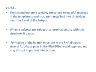 Contd--
• The second feature is a highly conserved string of A residues
in the template strand that are transcribed into U residues
near the 3 end of the hairpin.
• When a polymerase arrives at a termination site with this
structure, it pauses
• Formation of the hairpin structure in the RNA disrupts
several AUU base pairs in the RNA-DNA hybrid segment and
may disrupt important interactions
 