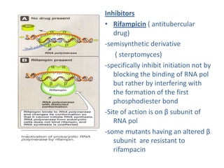 Inhibitors
• Rifampicin ( antitubercular
drug)
-semisynthetic derivative
( sterptomyces)
-specifically inhibit initiation not by
blocking the binding of RNA pol
but rather by interfering with
the formation of the first
phosphodiester bond
-Site of action is on β subunit of
RNA pol
-some mutants having an altered β
subunit are resistant to
rifampacin
 