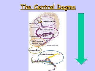 Transcription.translation lecture