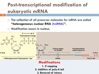 Transcription | PDF