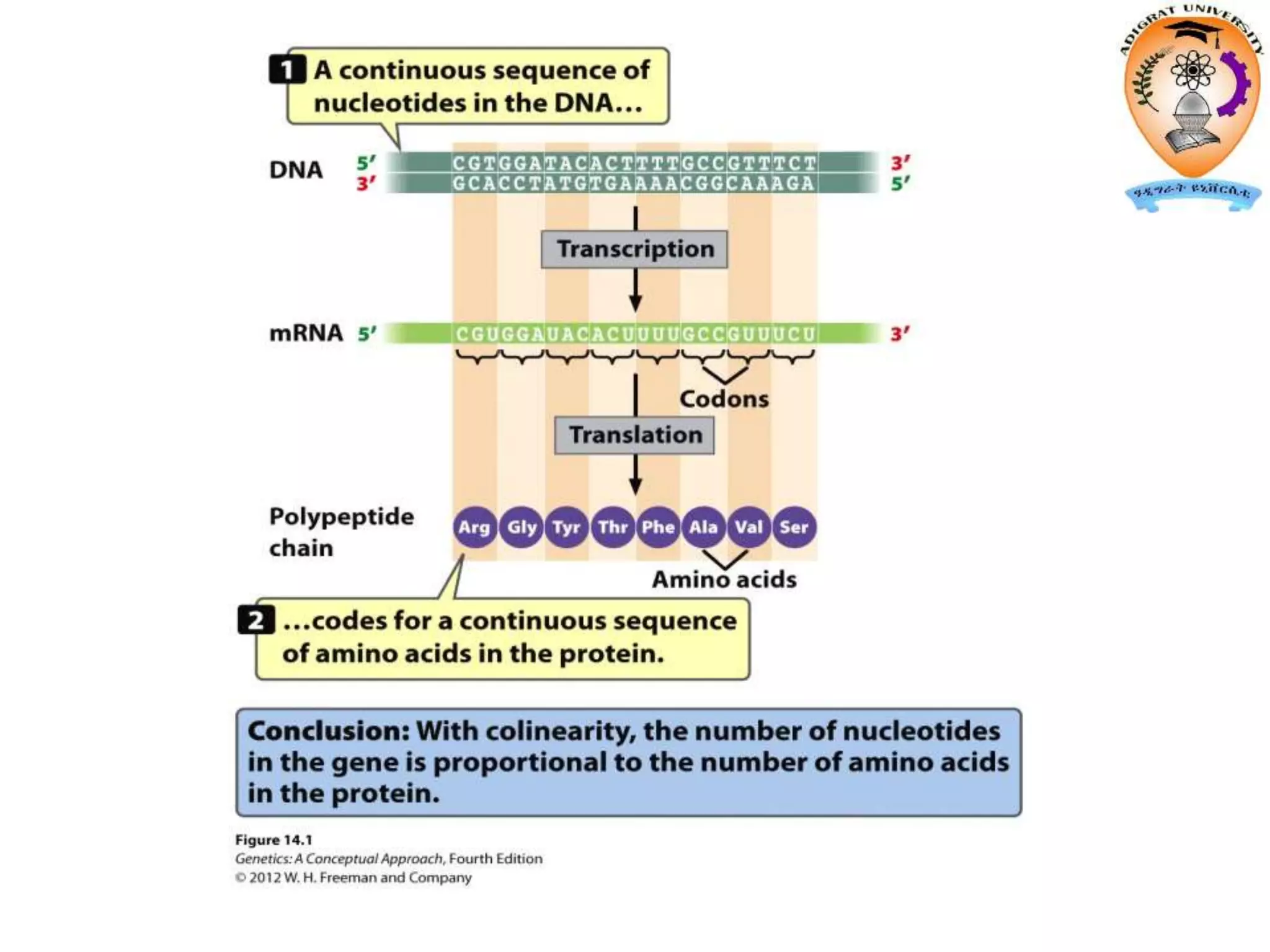 Datamancer Opto Transcripticon Transcription | PPTX
