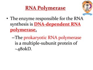 RNA Polymerase
• The enzyme responsible for the RNA
synthesis is DNA-dependent RNA
polymerase.
–The prokaryotic RNA polymerase
is a multiple-subunit protein of
~480kD.
 