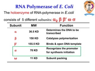 The holoenzyme of RNA-polymerase in E.coli
consists of 5 different subunits: 2    
Subunit MW Function
 36.5 KD
Determines the DNA to be
transcribed
 150 KD Catalyzes polymerization
 155.5 KD Binds & open DNA template
 70 KD
Recognizes the promoter
for synthesis initiation
ω 11 KD Subunit packing
RNA Polymerase of E. Coli
 