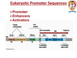 Eukaryotic Promoter Sequences
Promoter
Enhancers
Activators
 