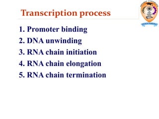 Transcription process
1. Promoter binding
2. DNA unwinding
3. RNA chain initiation
4. RNA chain elongation
5. RNA chain termination
 