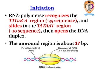Initiation
• RNA-polymerse recognizes the
TTGACA region (-35 sequence), and
slides to the TATAAT region
(-10 sequence), then opens the DNA
duplex.
• The unwound region is about 17 bp.
 