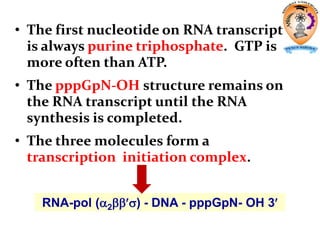 • The first nucleotide on RNA transcript
is always purine triphosphate. GTP is
more often than ATP.
• The pppGpN-OH structure remains on
the RNA transcript until the RNA
synthesis is completed.
• The three molecules form a
transcription initiation complex.
RNA-pol (2) - DNA - pppGpN- OH 3
 