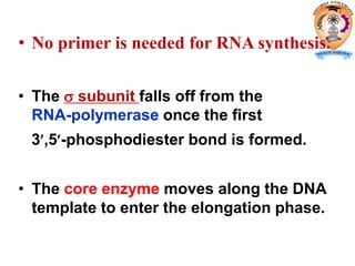 • No primer is needed for RNA synthesis.
• The  subunit falls off from the
RNA-polymerase once the first
3,5-phosphodiester bond is formed.
• The core enzyme moves along the DNA
template to enter the elongation phase.
 