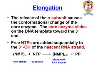 Elongation
• The release of the  subunit causes
the conformational change of the
core enzyme. The core enzyme slides
on the DNA template toward the 3
end.
• Free NTPs are added sequentially to
the 3 -OH of the nascent RNA strand.
(NMP)n + NTP (NMP)n+1 + PPi
RNA strand substrate
elongated
RNA strand
 