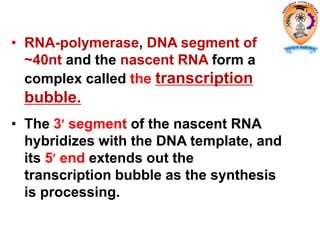• RNA-polymerase, DNA segment of
~40nt and the nascent RNA form a
complex called the transcription
bubble.
• The 3 segment of the nascent RNA
hybridizes with the DNA template, and
its 5 end extends out the
transcription bubble as the synthesis
is processing.
 