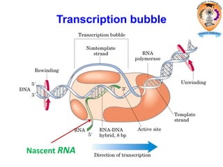 Transcription bubble
Nascent RNA
 