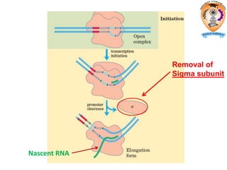 Nascent RNA
Removal of
Sigma subunit
 
