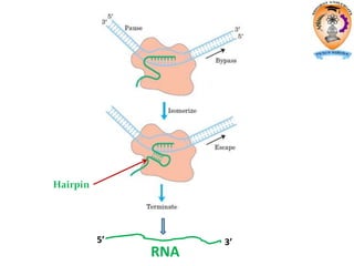 RNA
5’ 3’
Hairpin
 