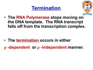 Termination
• The RNA Polymerase stops moving on
the DNA template. The RNA transcript
falls off from the transcription complex.
• The termination occurs in either
 -dependent or  -independent manner.
 
