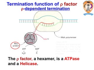 The  factor, a hexamer, is a ATPase
and a Helicase.
Termination function of  factor
-dependent termination
 