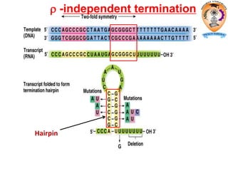  -independent termination
Hairpin
 