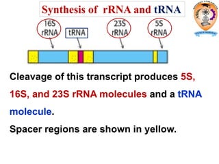 Cleavage of this transcript produces 5S,
16S, and 23S rRNA molecules and a tRNA
molecule.
Spacer regions are shown in yellow.
Synthesis of rRNA and tRNA
 