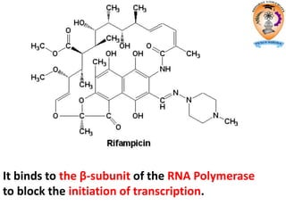 It binds to the β-subunit of the RNA Polymerase
to block the initiation of transcription.
 