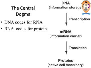 The Central
Dogma
• DNA codes for RNA
• RNA codes for protein
 